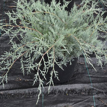 Можжевельник виргинский Грей Оул "Grey Owl"