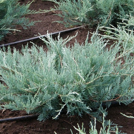 Можжевельник виргинский Грей Оул "Grey Owl"