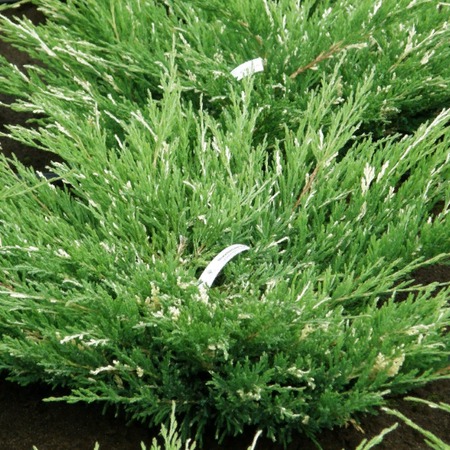 Можжевельник горизонтальный Андорра Вариегата "Andorra Variegata"