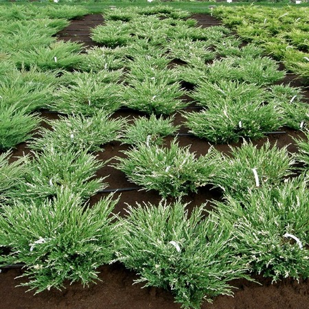 Можжевельник горизонтальный Андорра Вариегата "Andorra Variegata"