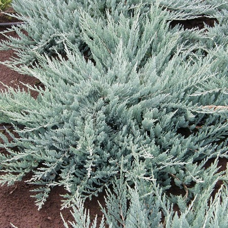 Можжевельник горизонтальный Блю Чип "Blue Chip"