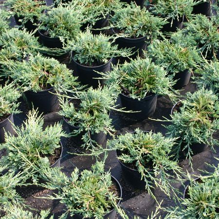 Можжевельник горизонтальный Глаука "Glauca"