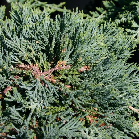 Можжевельник горизонтальный Глаука "Glauca"