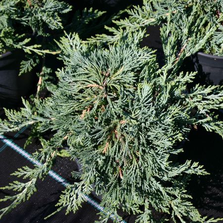 Можжевельник горизонтальный Глаука "Glauca"
