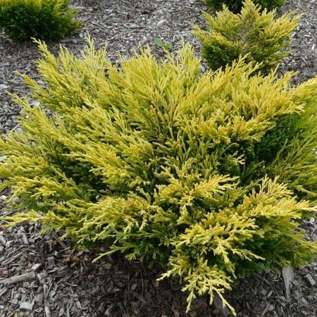 Можжевельник горизонтальный Лайм Глоу "Lime Glow"