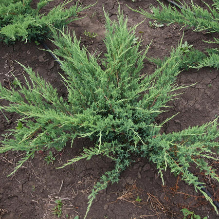 Можжевельник казацкий Глаука "Glauca"