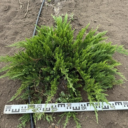 Можжевельник казацкий Тамарисцифолия "Tamariscifolia"