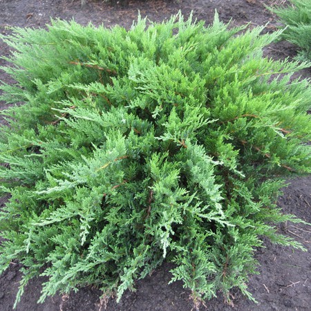 Можжевельник казацкий Тамарисцифолия "Tamariscifolia"