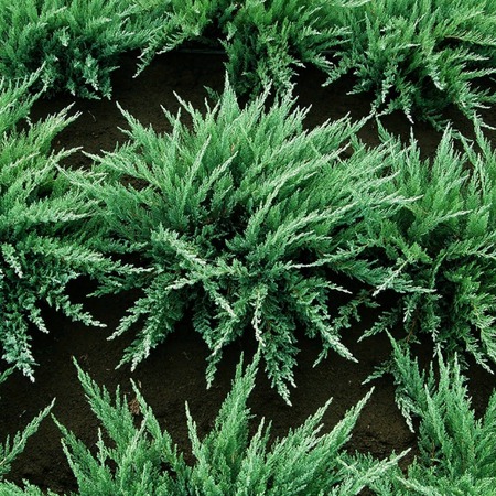 Можжевельник казацкий Тамарисцифолия "Tamariscifolia"