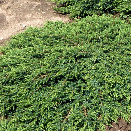 Можжевельник обыкновенный Грин Карпет "Green Carpet"