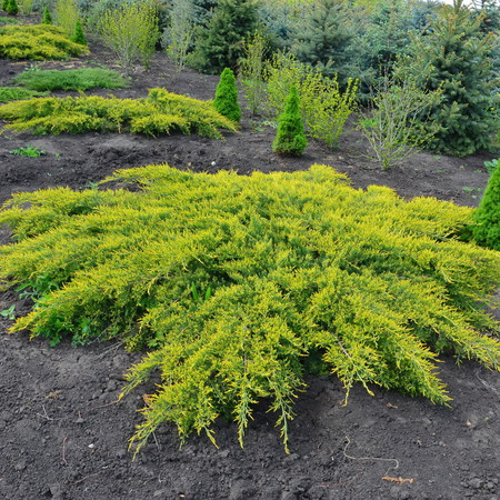 Можжевельник средний Пфитцериана Ауреа "Pfitzeriana Aurea"