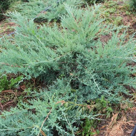 Можжевельник средний Пфитцериана Глаука "Pfitzeriana Glauca"