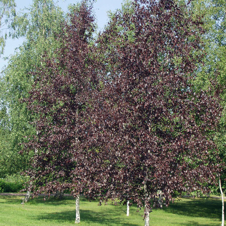 Береза повислая Пурпуреа "Purpurea"