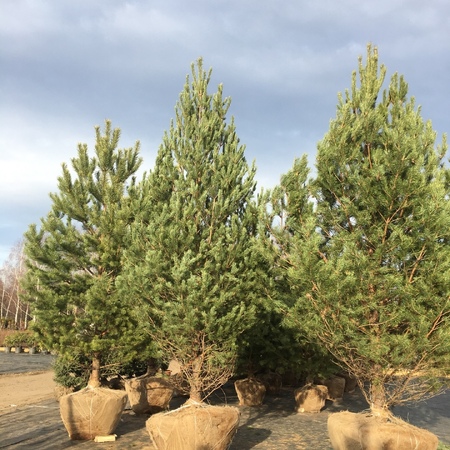Сосна обыкновенная "Pinus"