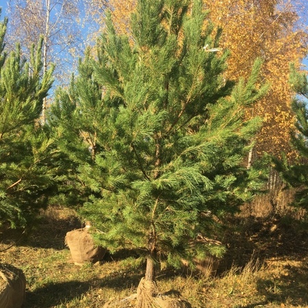 Сосна обыкновенная "Pinus"
