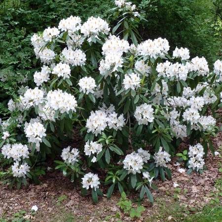 Рододендрон гибридный Каннингемс Уайт "Cunningham's White"