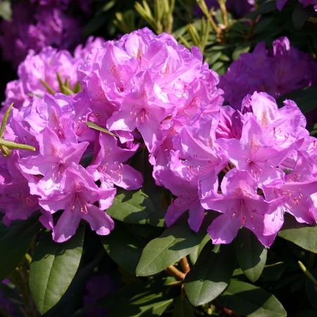 Рододендрон катевбинский Грандифлорум "Grandiflorum"