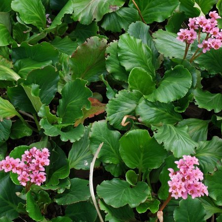 Бадан сердцелистный Лилак Розе "Lilaс Rose"
