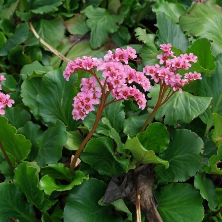 Бадан сердцелистный Лилак Розе "Lilaс Rose"