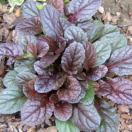 Живучка ползучая Атропурпуреа "Atropurpurea"