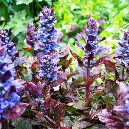 Живучка ползучая Атропурпуреа "Atropurpurea"