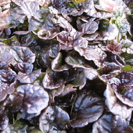 Живучка ползучая Блэк Скэллоп "Black Scallop"