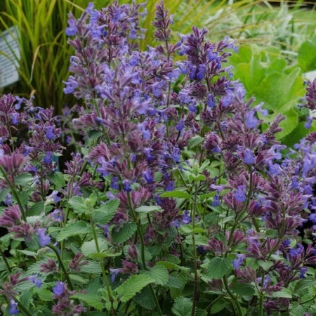 Котовник Фассена Блю Вандер "Blue Wonder"