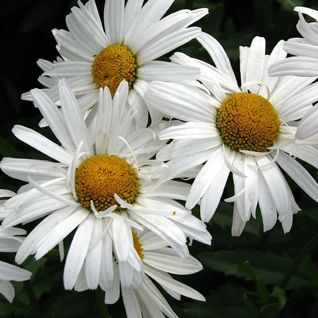 Нивяник наибольший Крейзи Дейзи "Crazy Daisy"