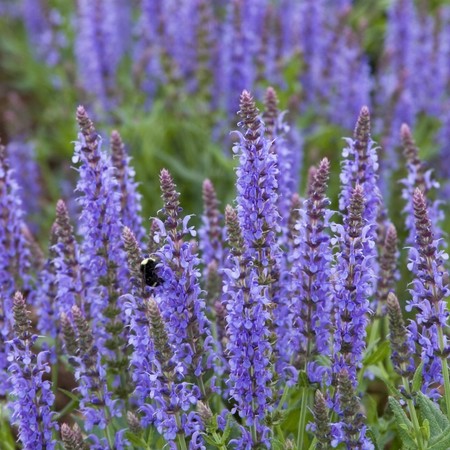 Шалфей дубравный Блаухугель "Blauhugel"
