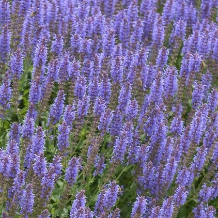 Шалфей дубравный Блаухугель "Blauhugel"