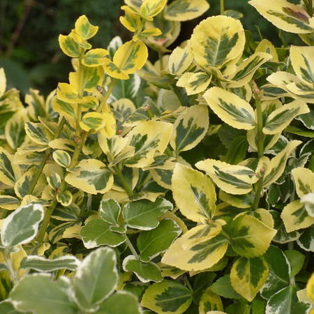 Бересклет Форчуна Эмеральд энд Голд "Emerald 'n' Gold"