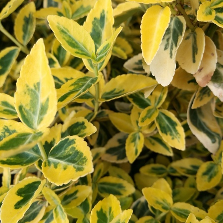Бересклет Форчуна Эмеральд энд Голд "Emerald 'n' Gold"