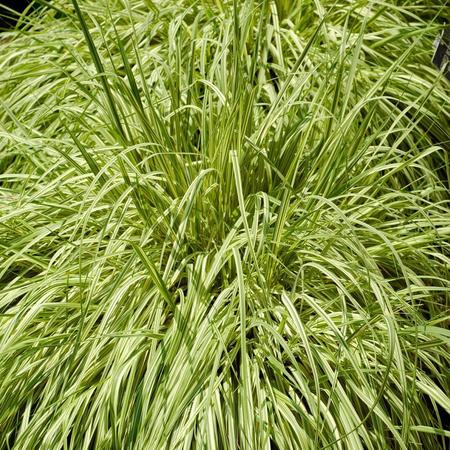 Молиния голубая Вариегата "Variegata"