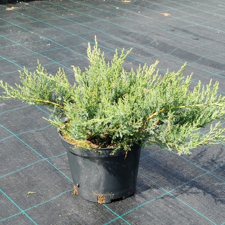 Можжевельник казацкий Рокери Джем "Rockery Gem"