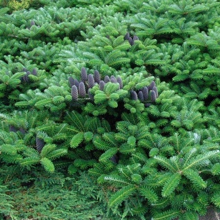 Пихта корейская Грин Карпет "Green carpet"