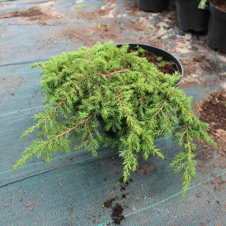 Можжевельник обыкновенный Гринмантл "Greenmantle"