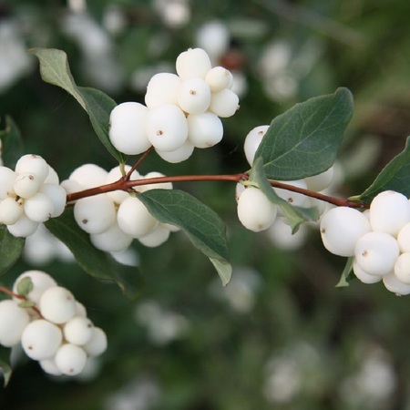 Снежноягодник Вайт Хедж "White Hedge"
