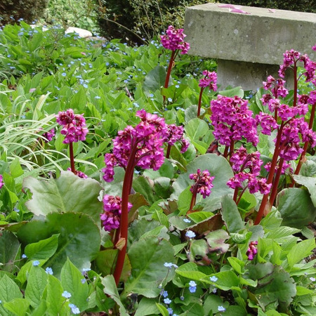 Бадан сердцелистный Пурпурея "Purpurea"