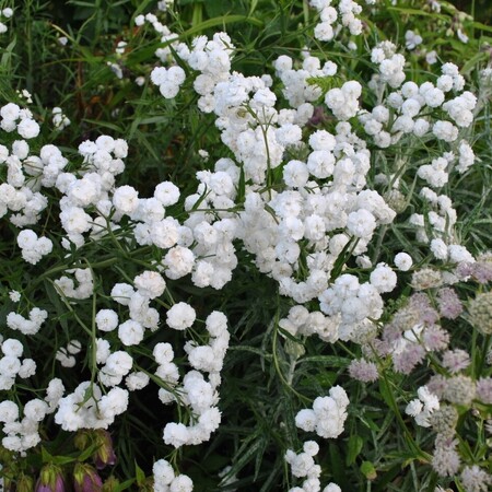 Гипсофила метельчатая "Gypsophila"