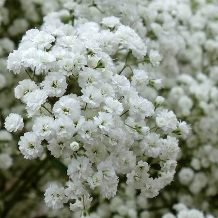 Гипсофила метельчатая "Gypsophila"