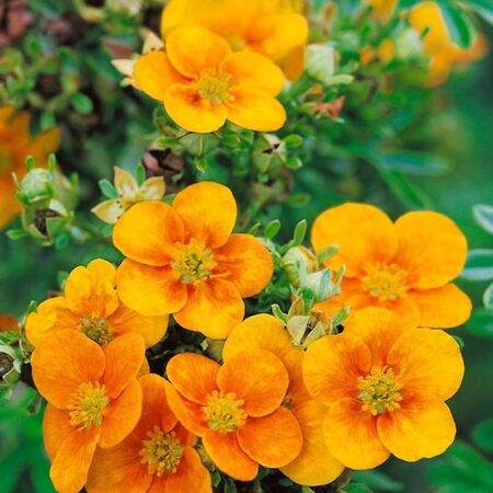 Лапчатка кустарниковая Манго Танго "Mango Tango"