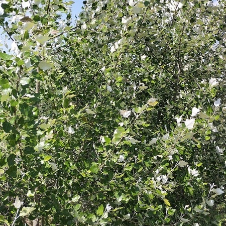 Тополь серебристый "Populus"