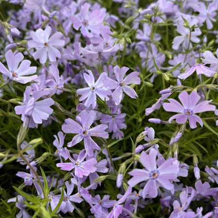 Флокс шиловидный Эмеральд кушн Блу "Emerald Cushion Blue"