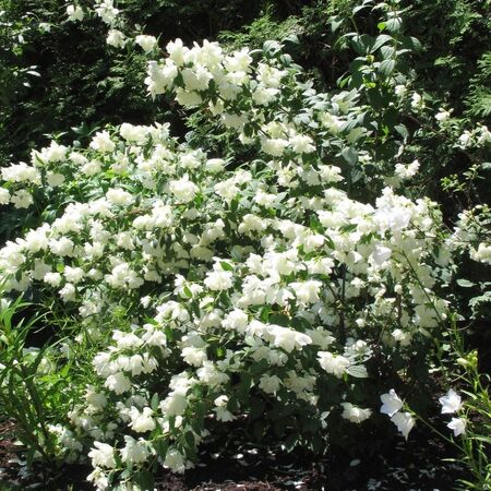 Чубушник венечный Миннесота Сноуфлейк "Minnesota Snowflake"