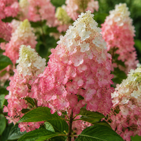 Гортензия метельчатая Строберри Блоссом "Strawberry Blossom"